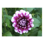 Purple and White Dahlia Personalized Invites