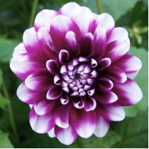 Purple and White Dahlia Acrylic Cut Outs