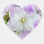 Purple and White Fancy African Violets Stickers