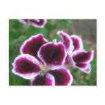 Purple and White Geraniums 1 postcards
