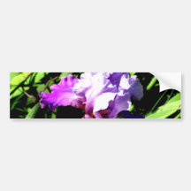 Purple and White Iris Bumper Stickers