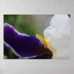 Purple and white iris flower blossom up close poster