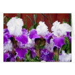 Purple and White Irises Card