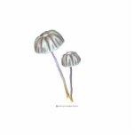 Purple and White Mushrooms with Daisies photo sculptures