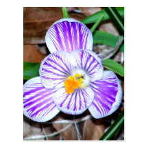 Purple and White Striped Crocus Post Card