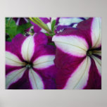 Purple and White Striped Petunias posters