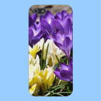 Purple And Yellow Crocuses 2 iPhone 5 case iphone cases