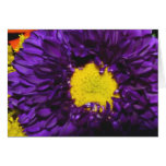 Purple and Yellow Flower Cards