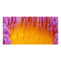 Purple and Yellow Water Lily Flower Blossom Photo Greeting Card