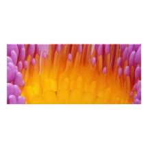 Purple and Yellow Water Lily Flower Blossom Personalized Rack Card