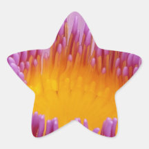 Purple and Yellow Water Lily Flower Blossom Star Stickers