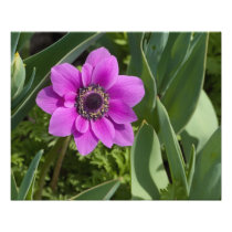 Purple Anemone 20" x 16" Photo Print