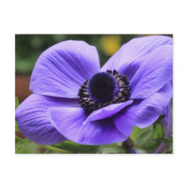 Purple Anemone Postcards