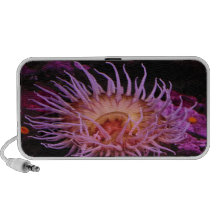 Purple Anemone Speaker System