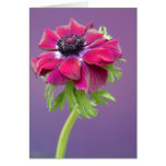 purple anenome card