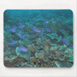 Purple Anthias Mouse Pads