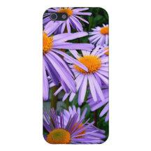 Purple Asters