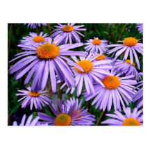 Purple Asters Postcard