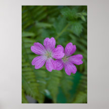 "Purple Beauties" Poster