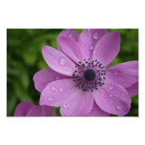 Purple beauty photo