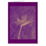 Purple Bird of Paradise