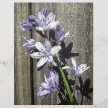 Purple Bluebell against old gate Full Color Flyer