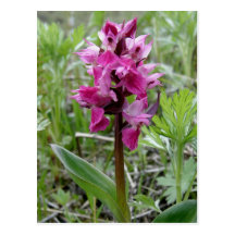 Purple Bog Orchid, Unalaska Island Postcard