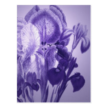 Purple Botanical Postcards