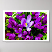 Purple Burst Poster