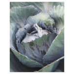 purple cabbage flyers