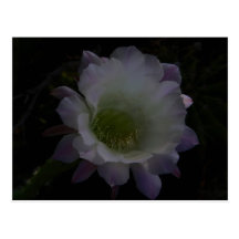 purple cereus night bloomer flower postcard