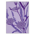 purple chicory cards