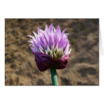 Purple Chive Flower in Bloom Greeting Cards