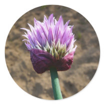 Purple Chive Flower in Bloom Round Stickers