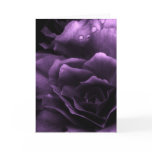 Purple Close Up of a Double Begonia Card