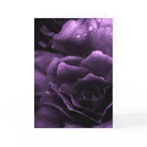 Purple Close Up of a Double Begonia Card