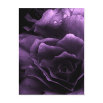 Purple Close Up of a Double Begonia Postcards
