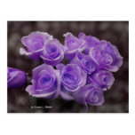 Purple colorized rose bunch post cards