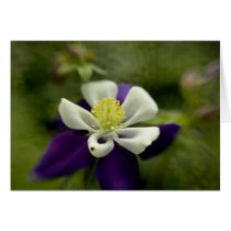 Purple Columbine