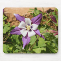 Purple Columbine