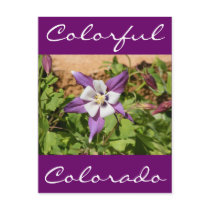 Purple Columbine