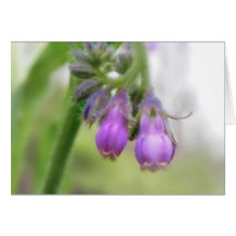 Purple Comfrey Flowers Cards