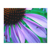Purple Cone Flower Stretched Canvas Print