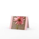 Purple Cone Flower Echinacea purpurea cards
