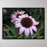 Purple Cone Flower Print