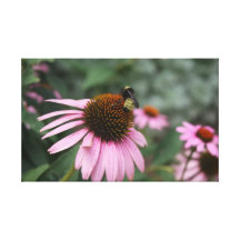 Purple Cone Flowers and Bee on a Summer Day Canvas Prints
