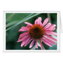 Purple Coneflower Card