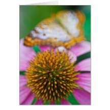 Purple Coneflower Card