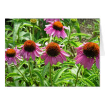 Purple Coneflower Generic Greeting Card