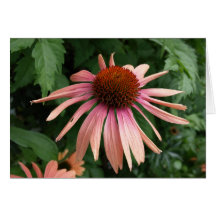 Purple Coneflower Hybrid Cards